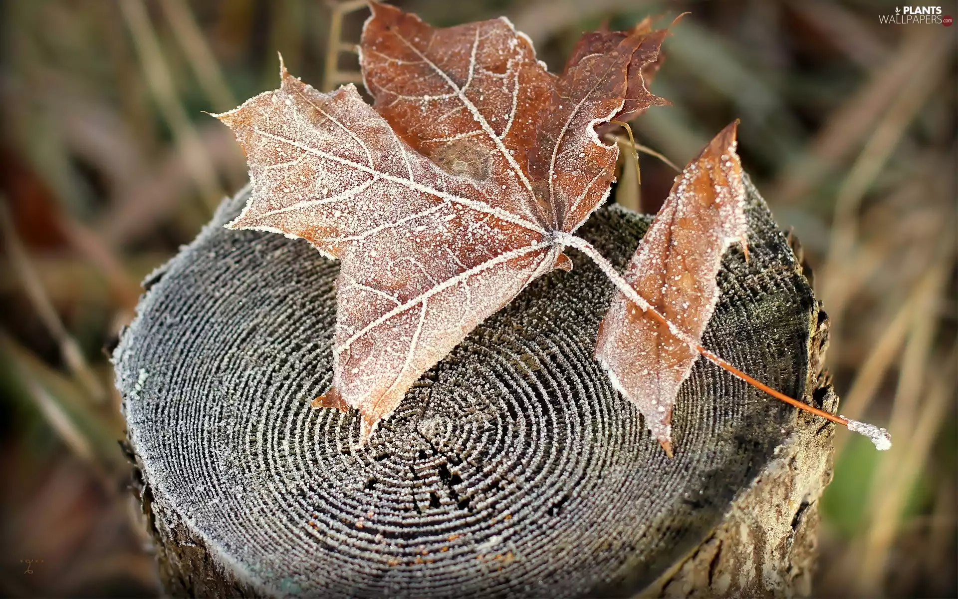trunk, leaf, autumn, frosted