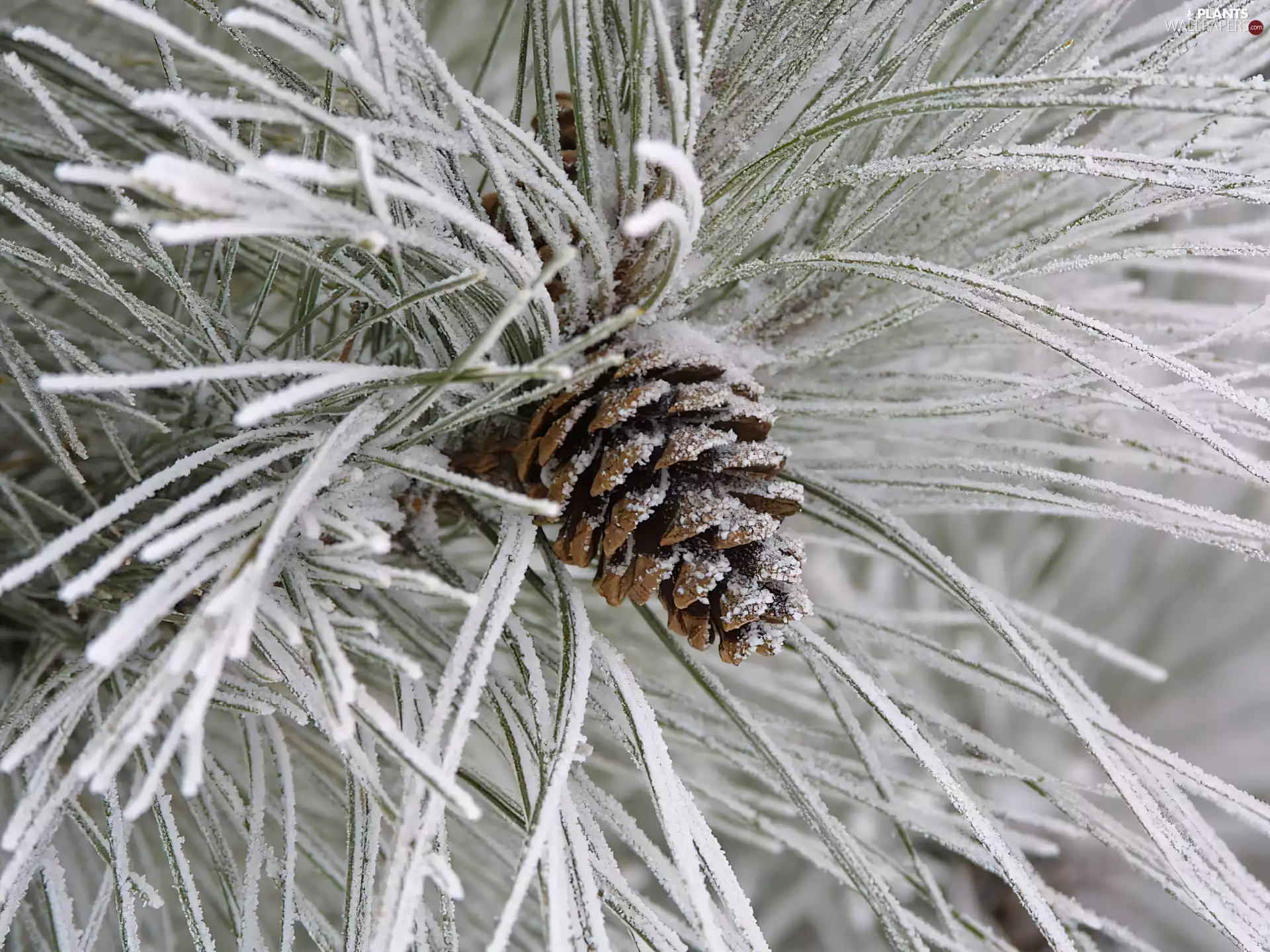 branch pics, cone, frosty