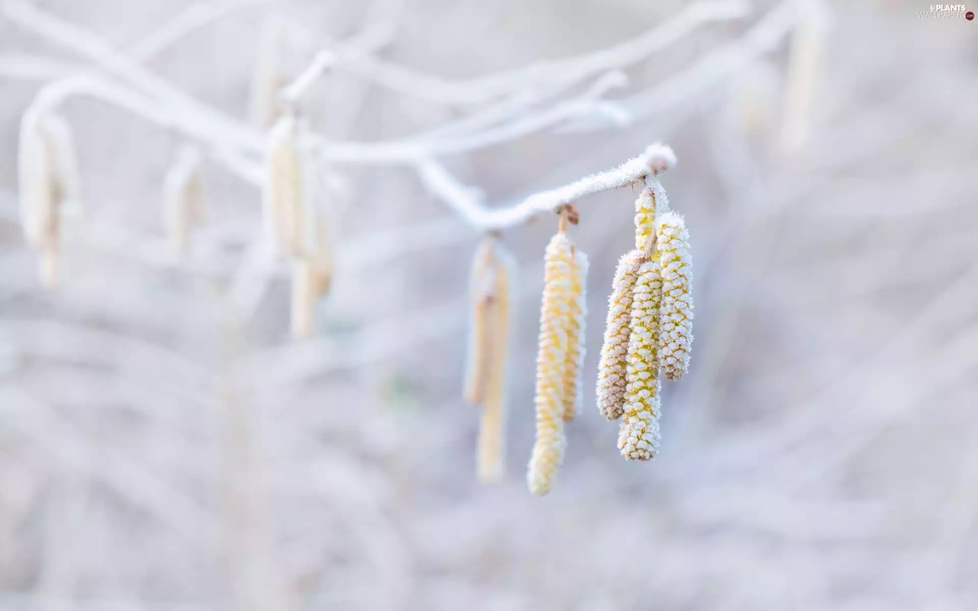 hazel, frosty, inflorescences, White frost