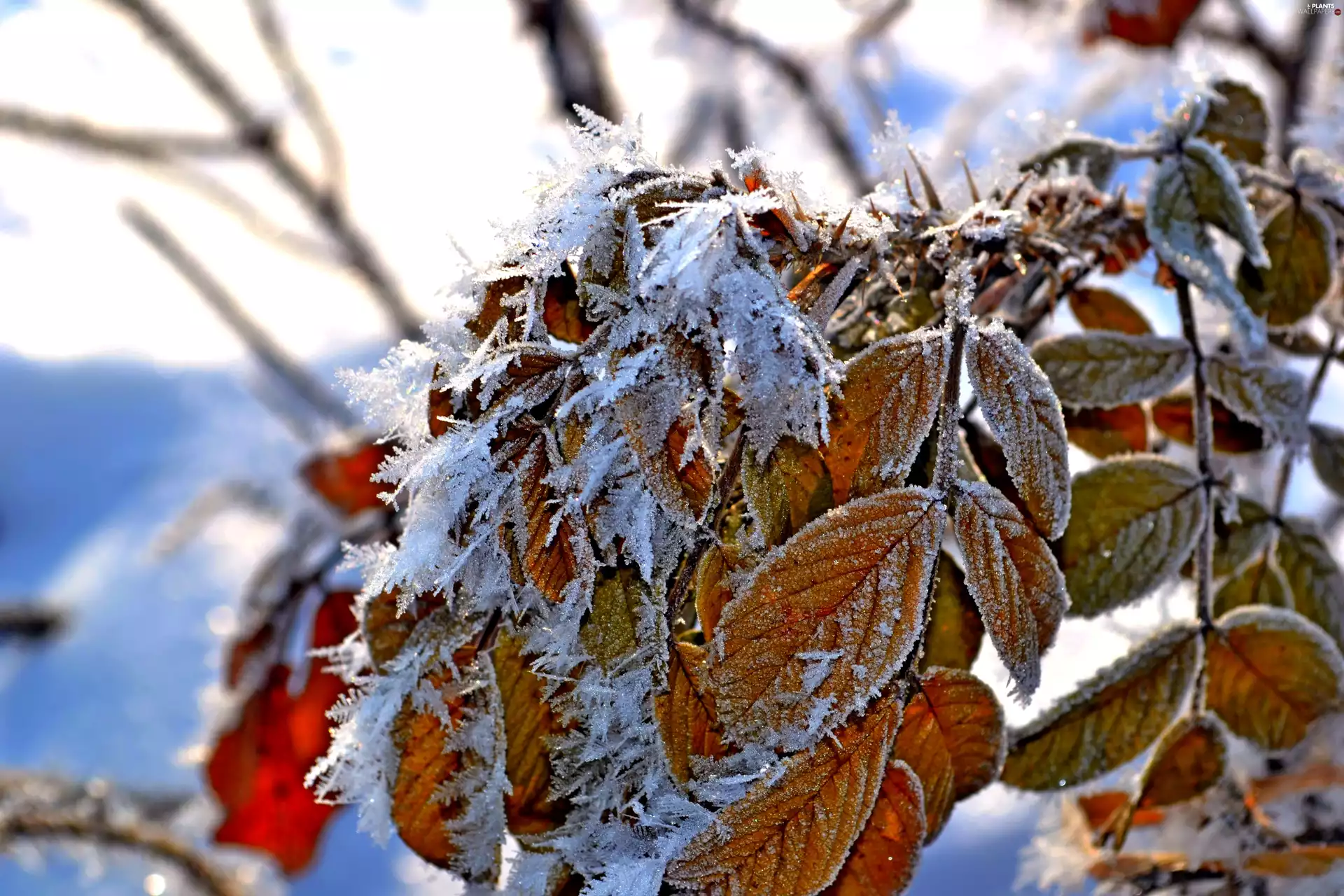 frosty, Leaf