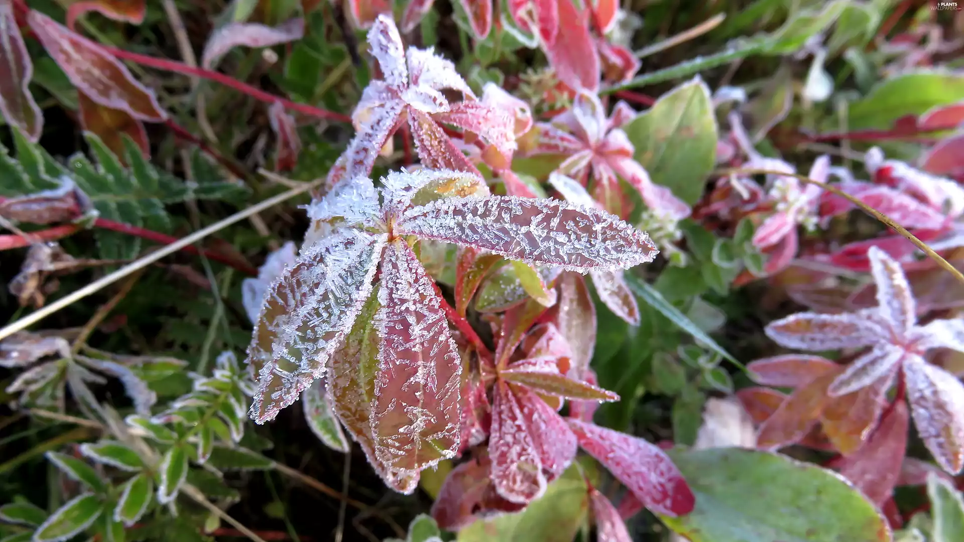 frosty, leaves