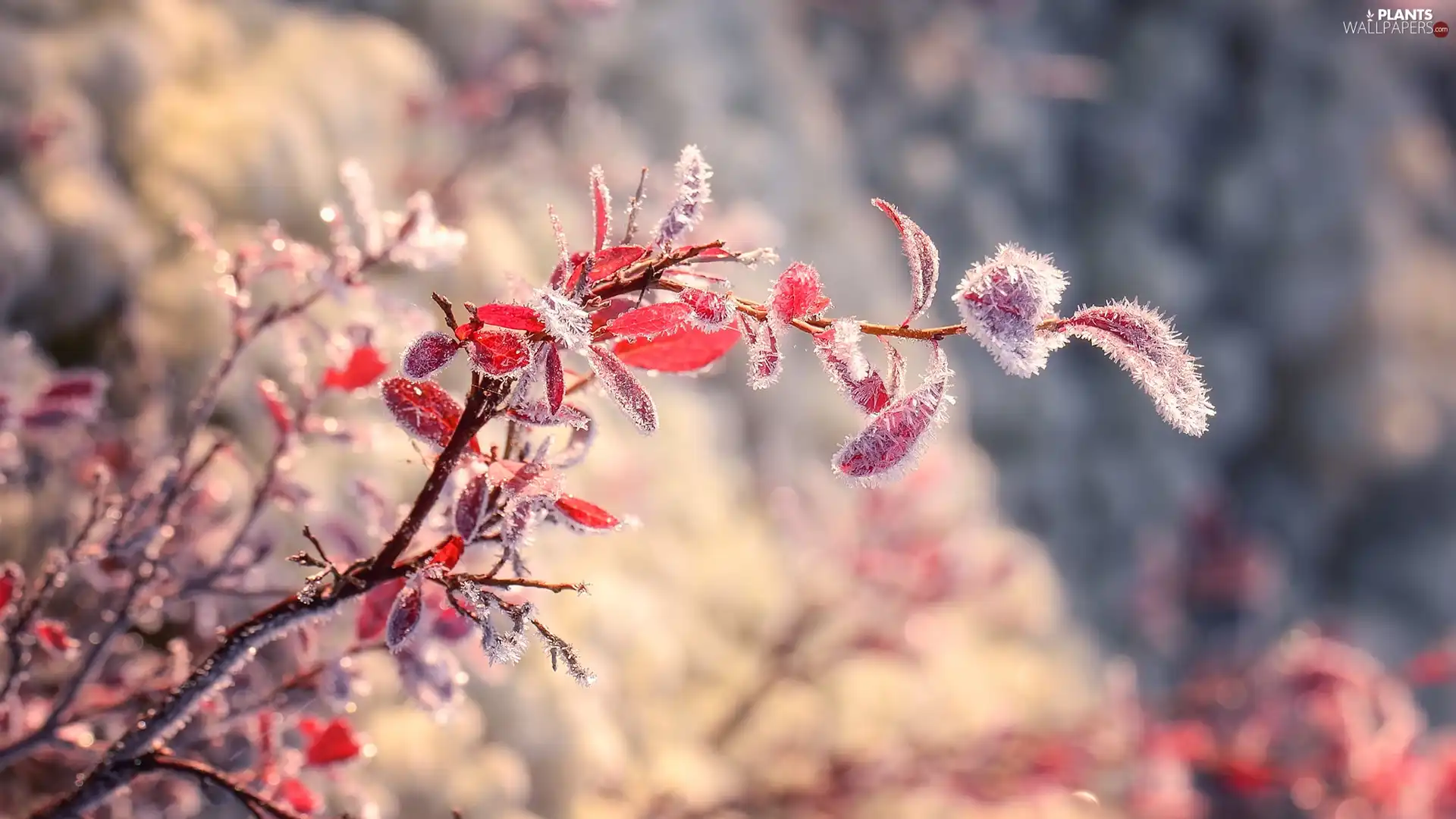 frosty, twig, leaves