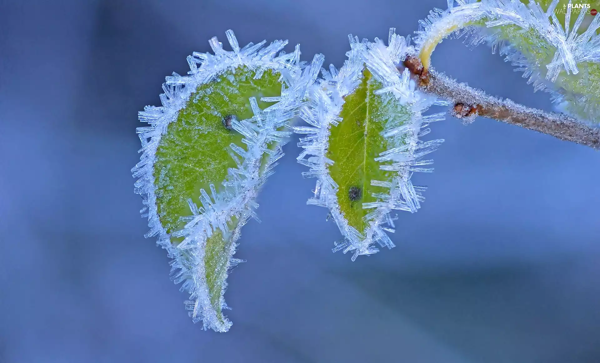 frosty, leaves