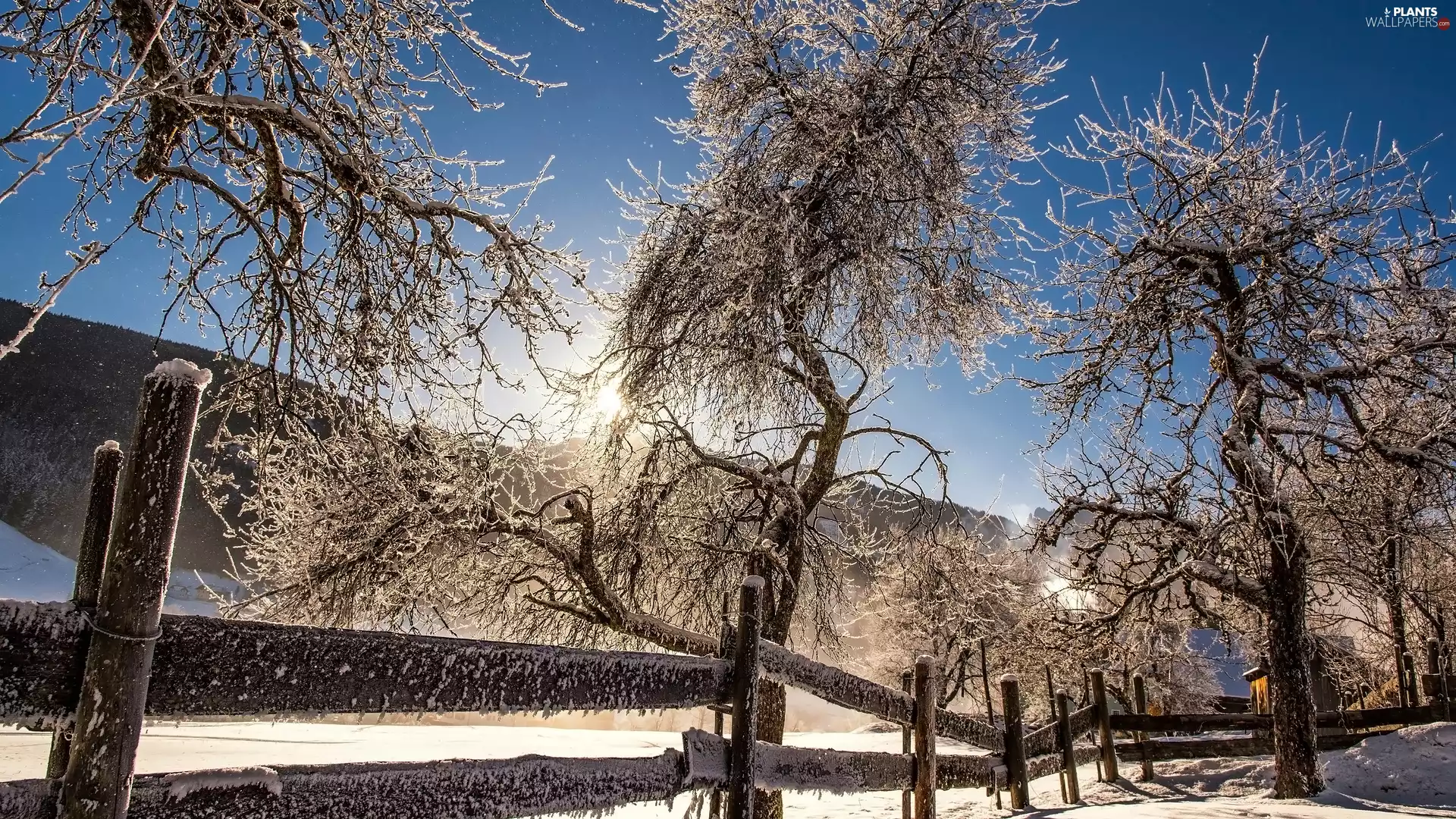 frosty, winter, viewes, fence, trees, rays of the Sun