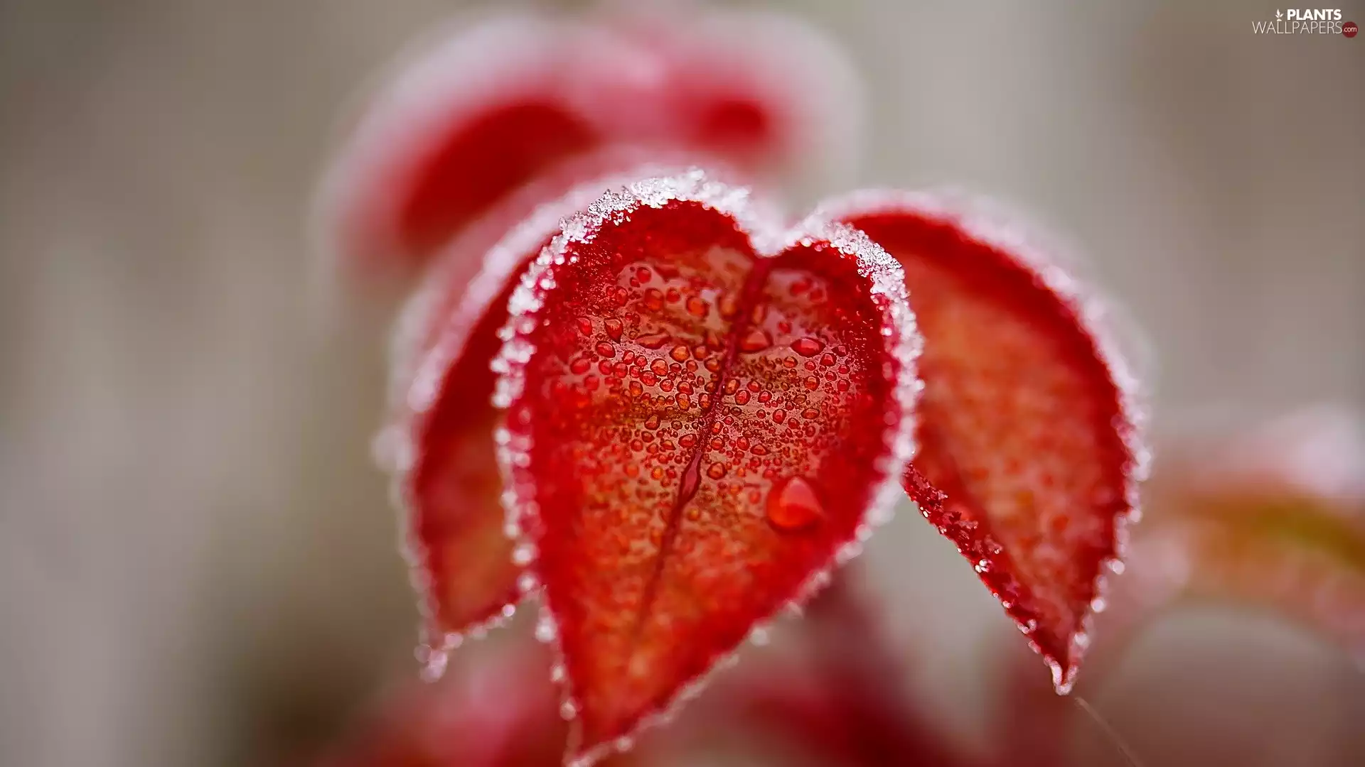 drops, White frost, frosty, Leaf, Red