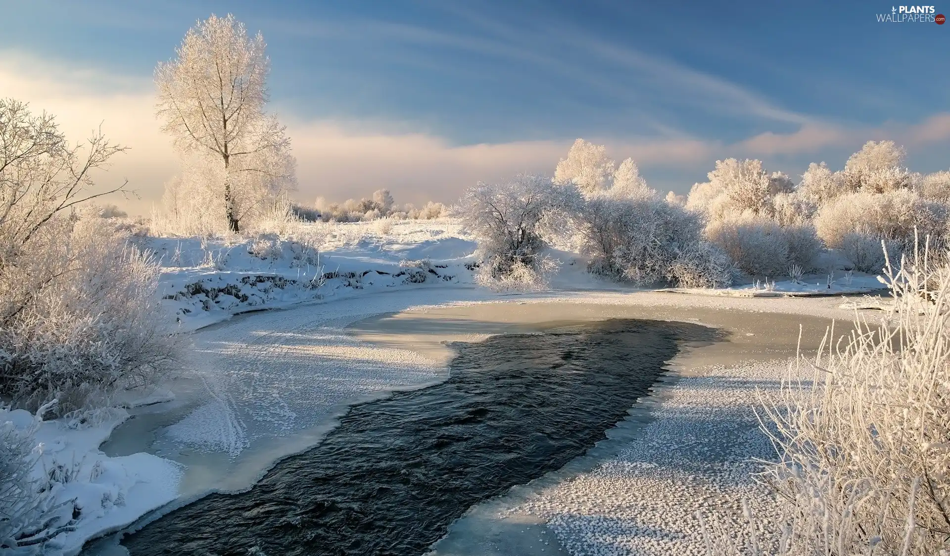 viewes, frosty, River, trees, winter