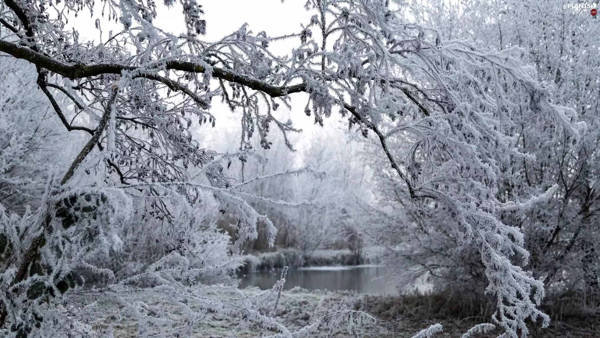 frosty, forest, viewes, Pond - car, winter, trees, branch pics