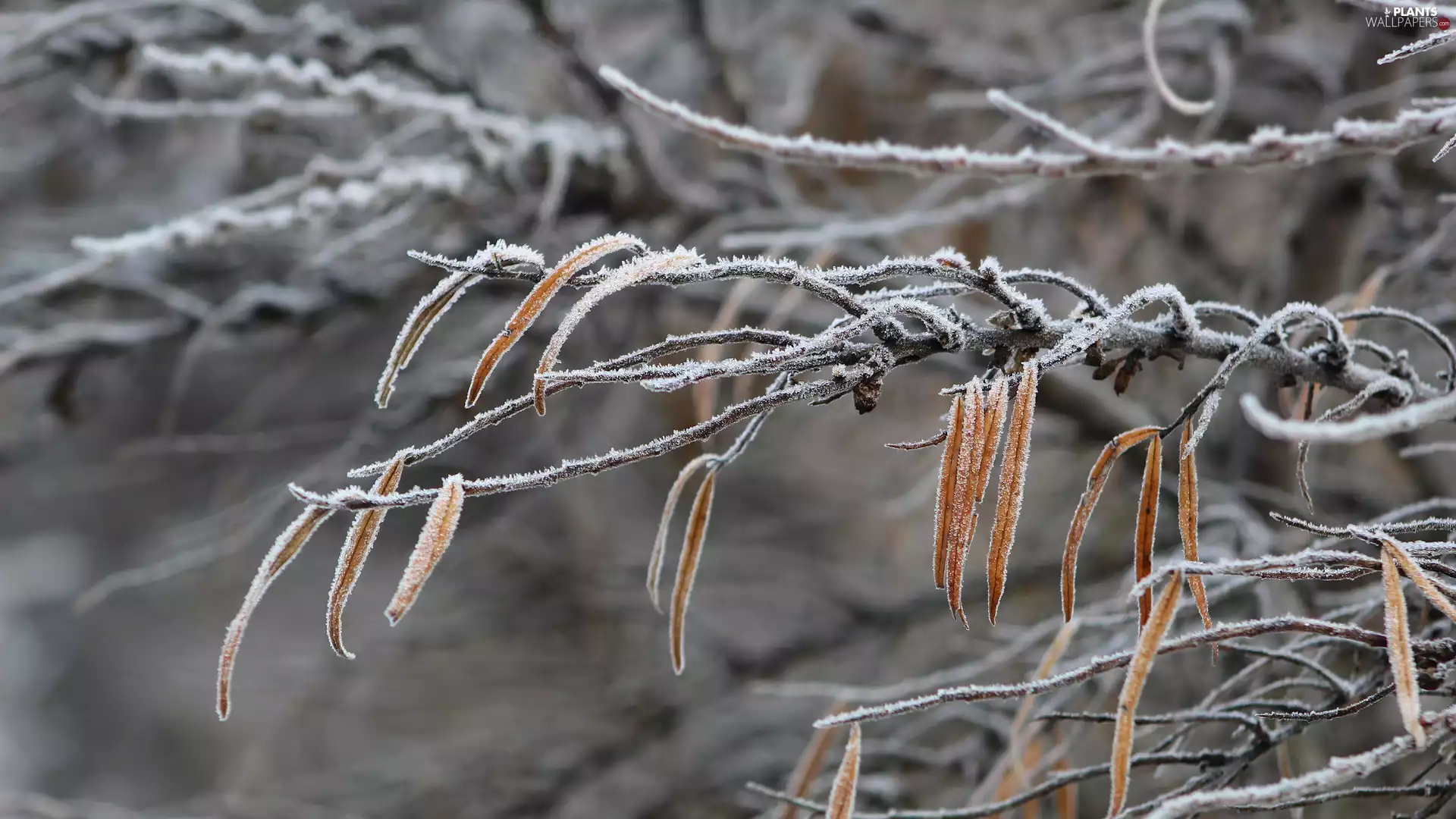 Twigs, Yellowed, Leaf, frosty