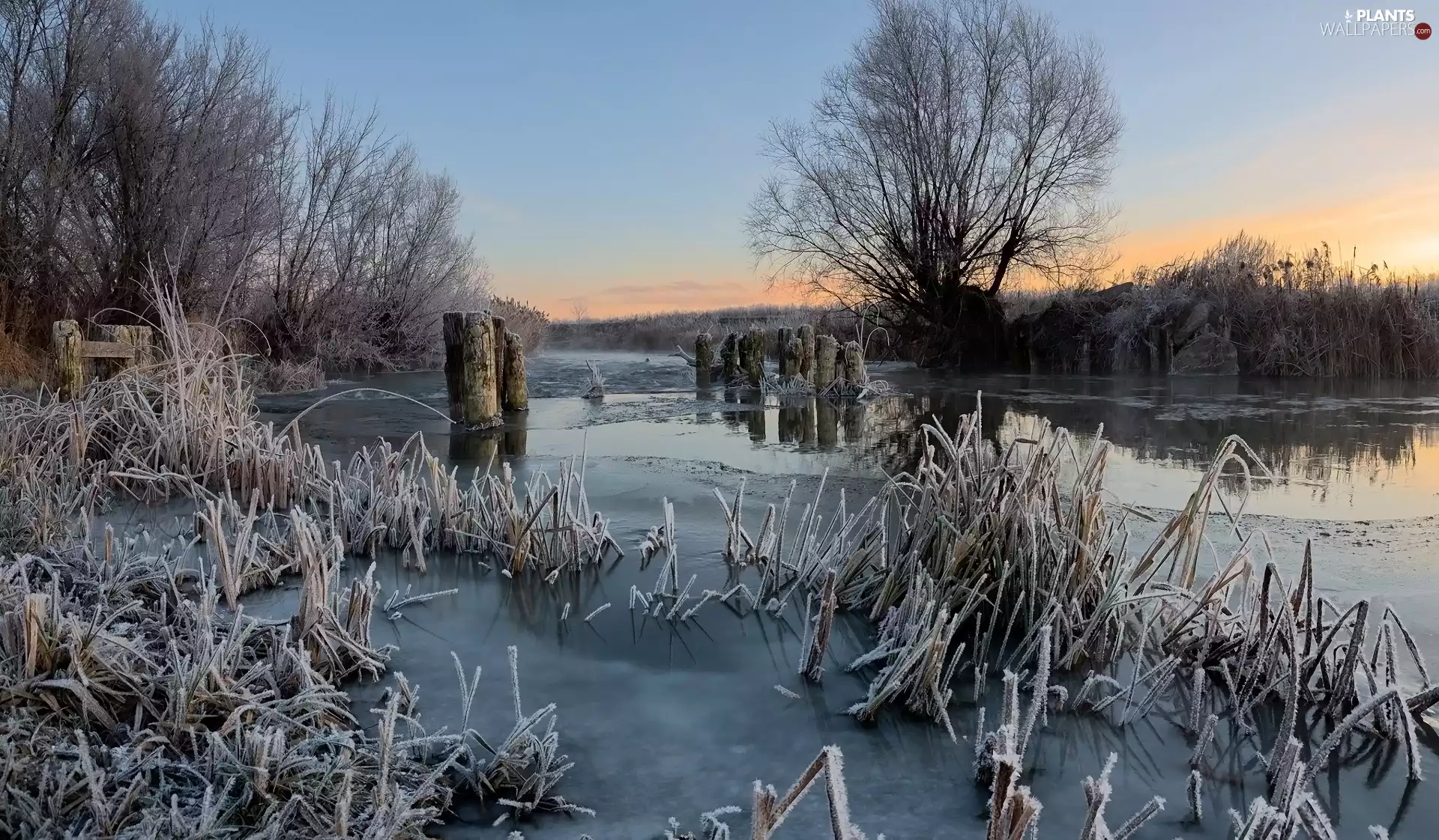 Plants, River, viewes, frosty, winter, trees, Pins