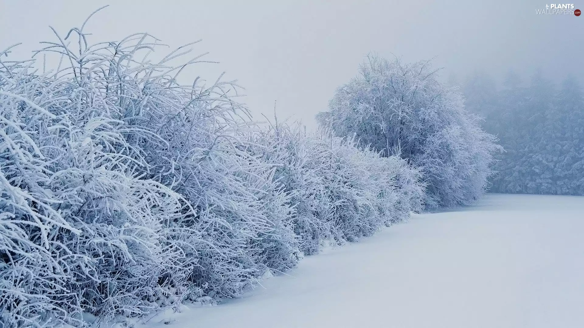 Bush, snow, viewes, frosty, winter, trees, fog