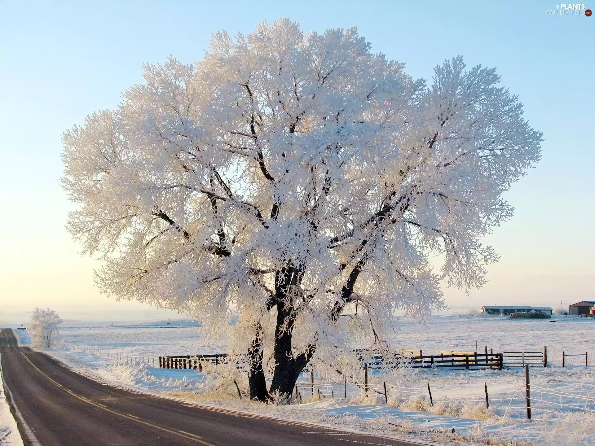 Way, trees, fence, frosty