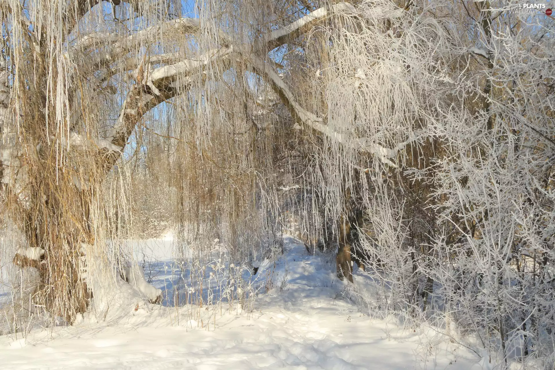 frosty, winter, snow, White frost, branch pics, Golden Weeping Willow