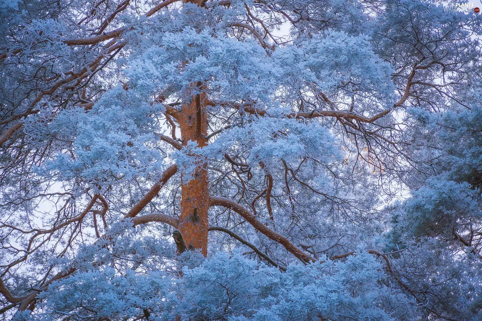 viewes, White frost, frosty, trees, winter