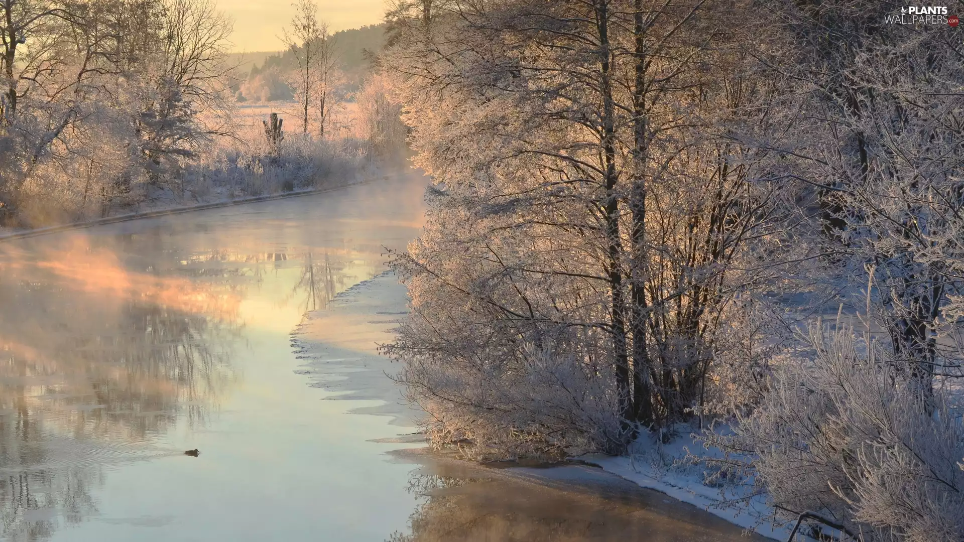 frosty, trees, day, viewes, sunny, River, winter, White frost
