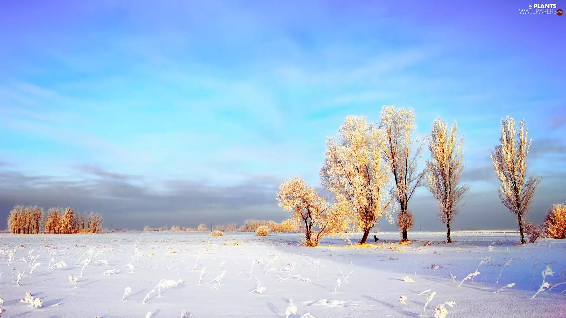 winter, trees, viewes, frosty