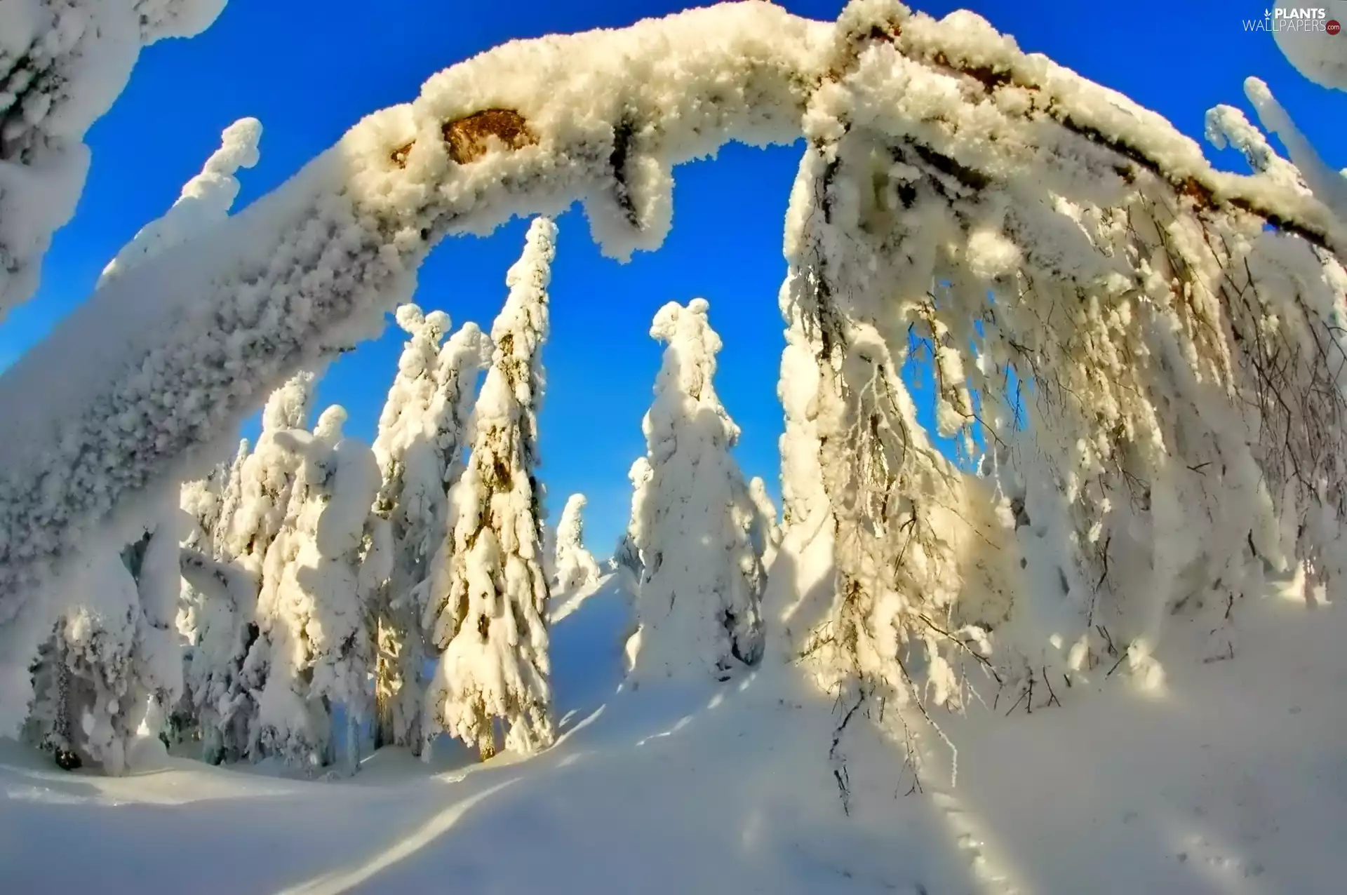 winter, trees, viewes, frosty