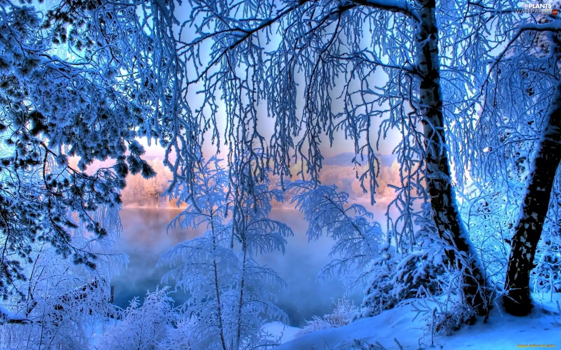 winter, trees, viewes, frosty