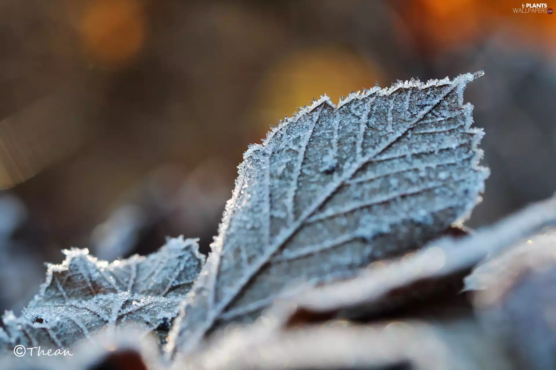 frozen, Leaf
