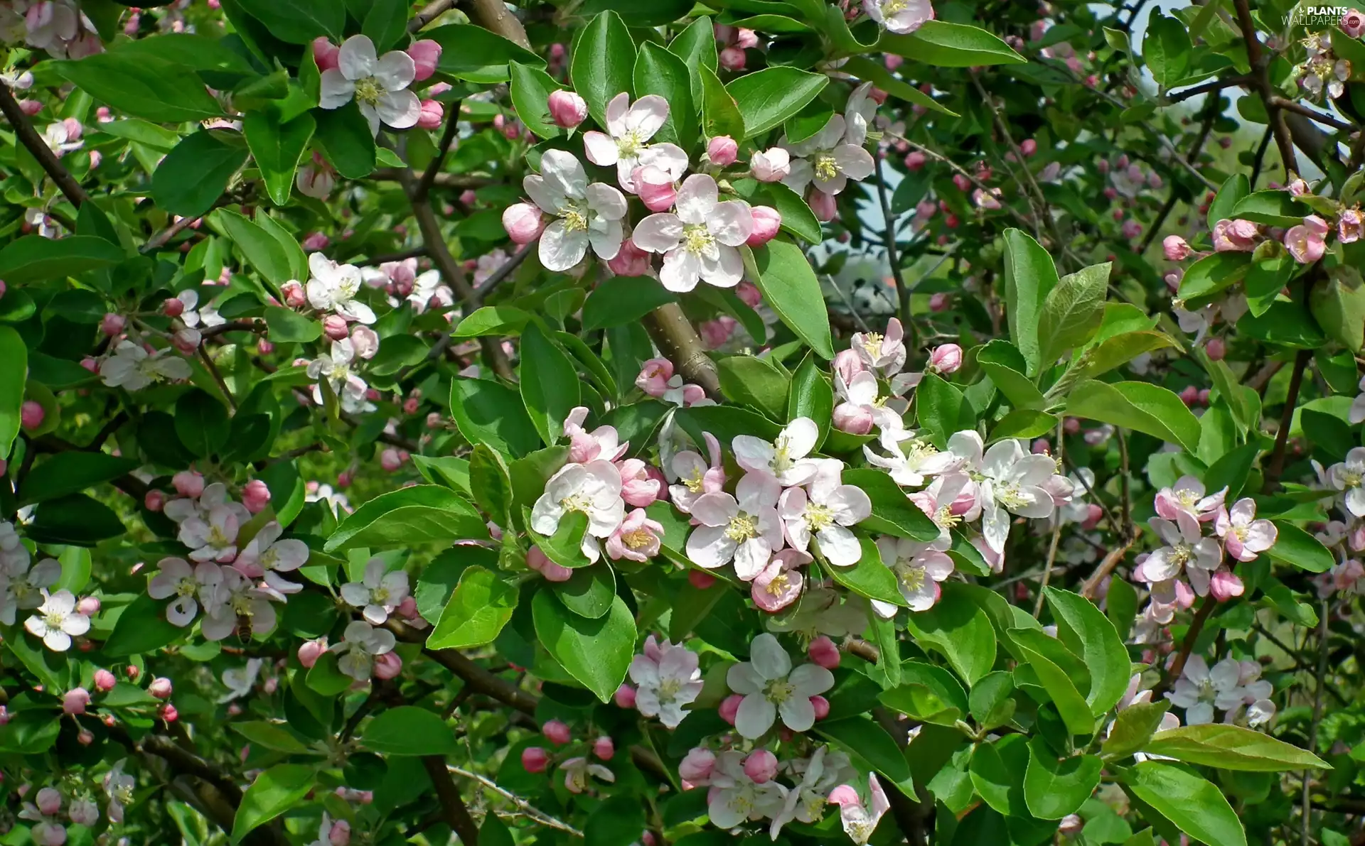 apple-tree, trees, fruit