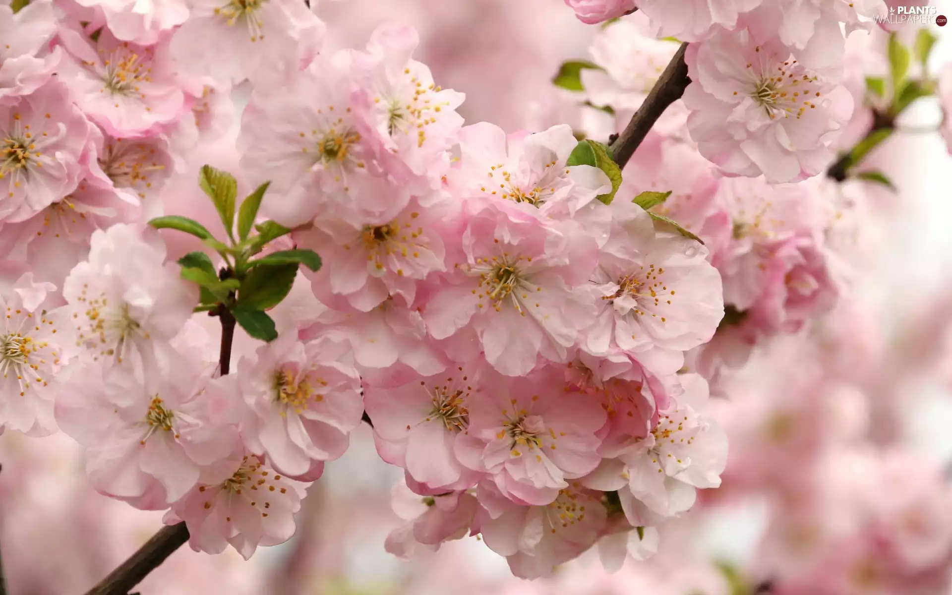 Pink, Flowers, Twigs, Fruit Tree, bloom