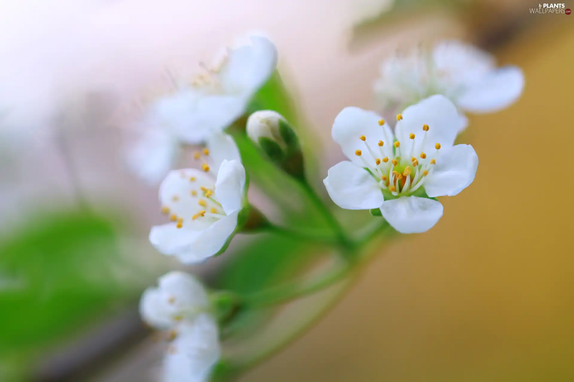 fruit, blur, Flowers, trees, White