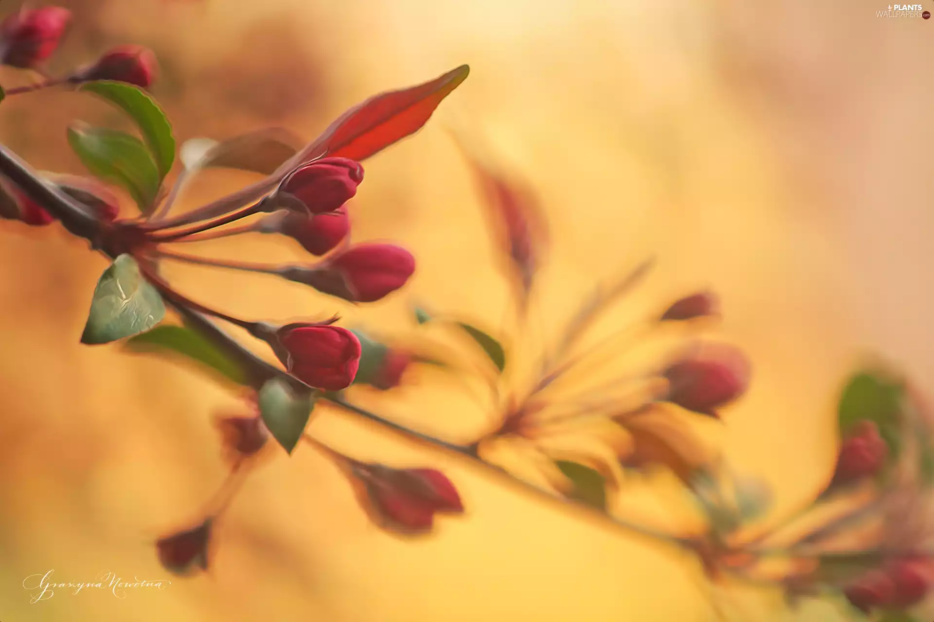 trees, fruit, Buds, Flowers, Red