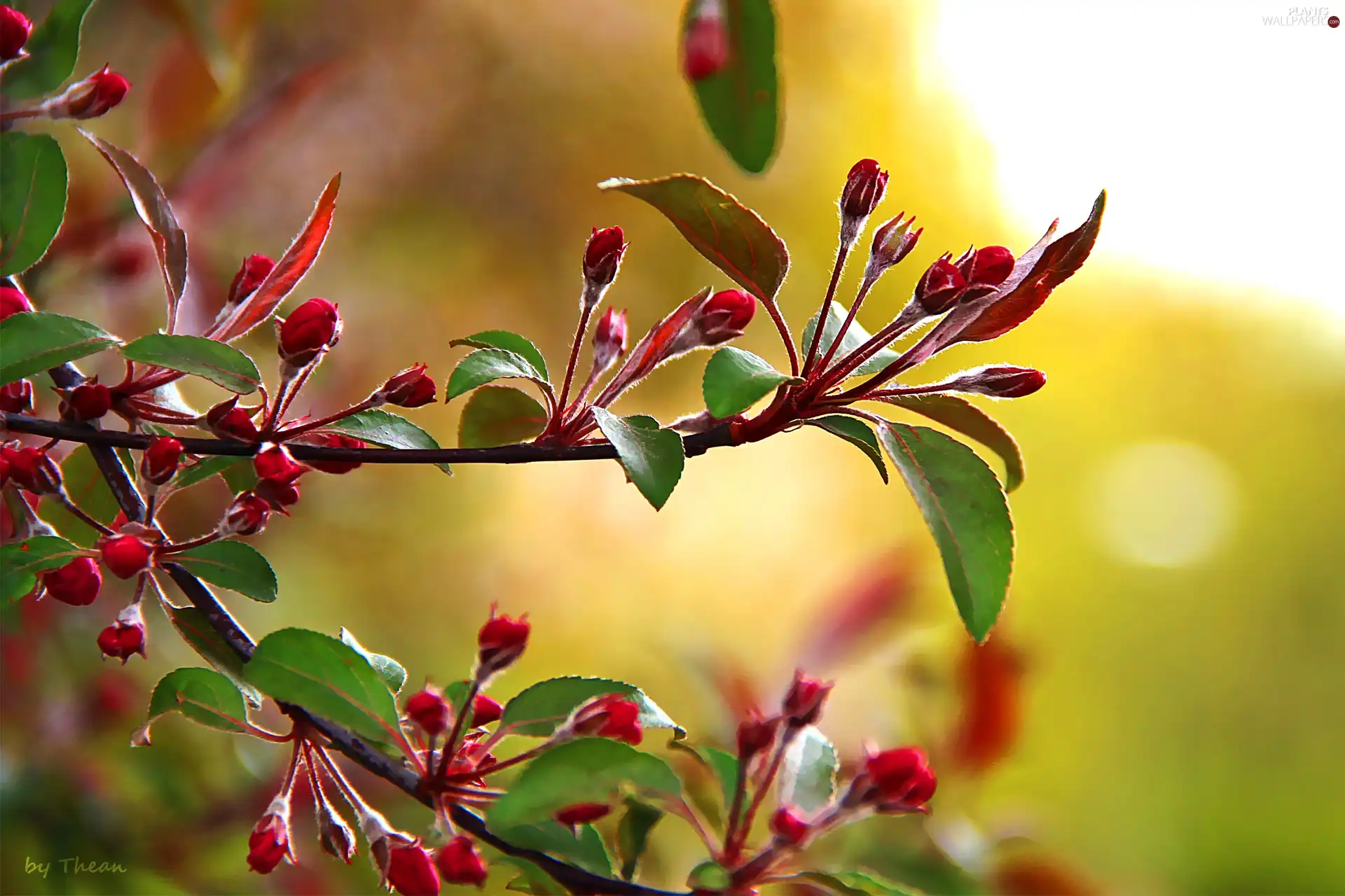 Buds, trees, fruit, flowers