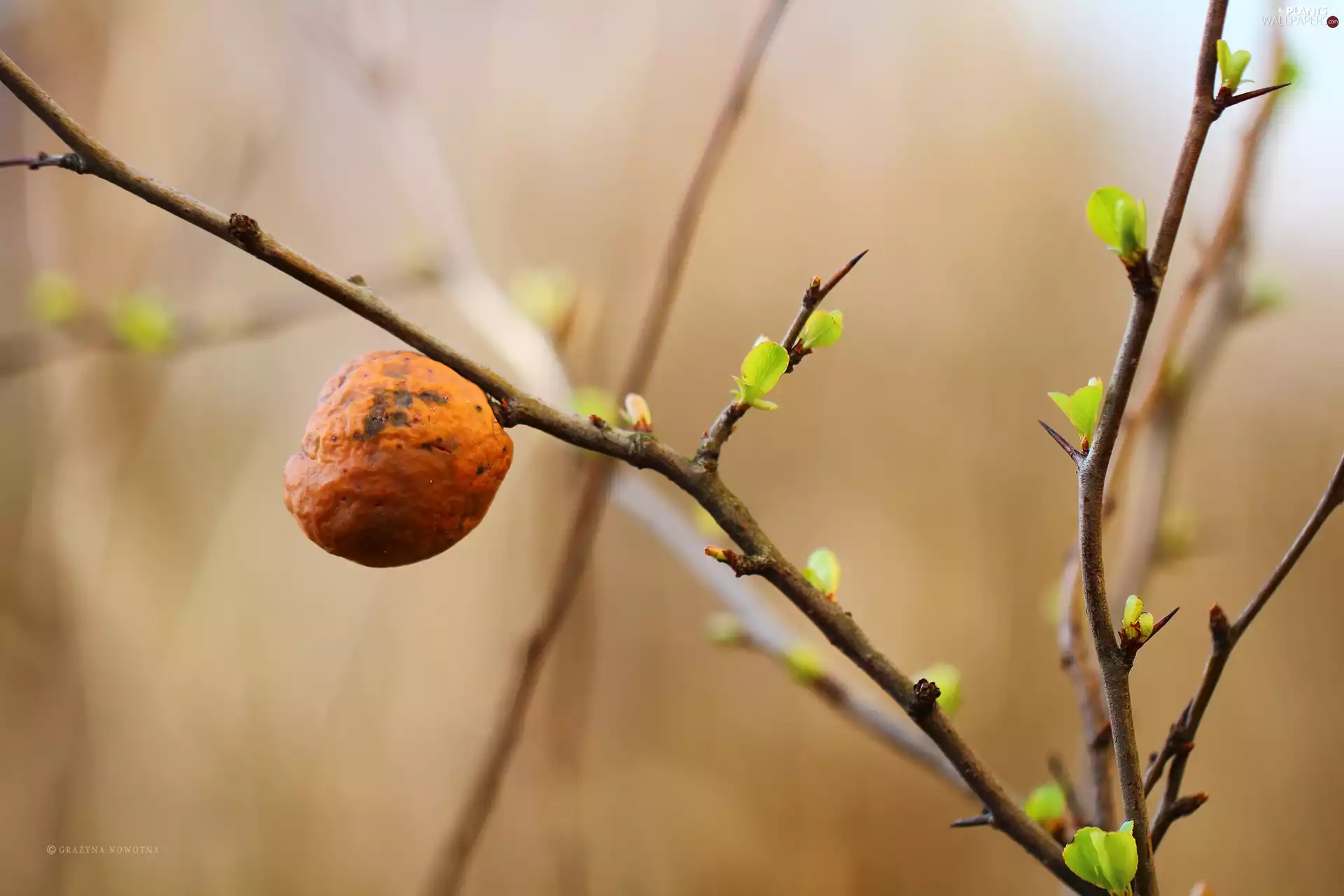 fruit, twig, Buds