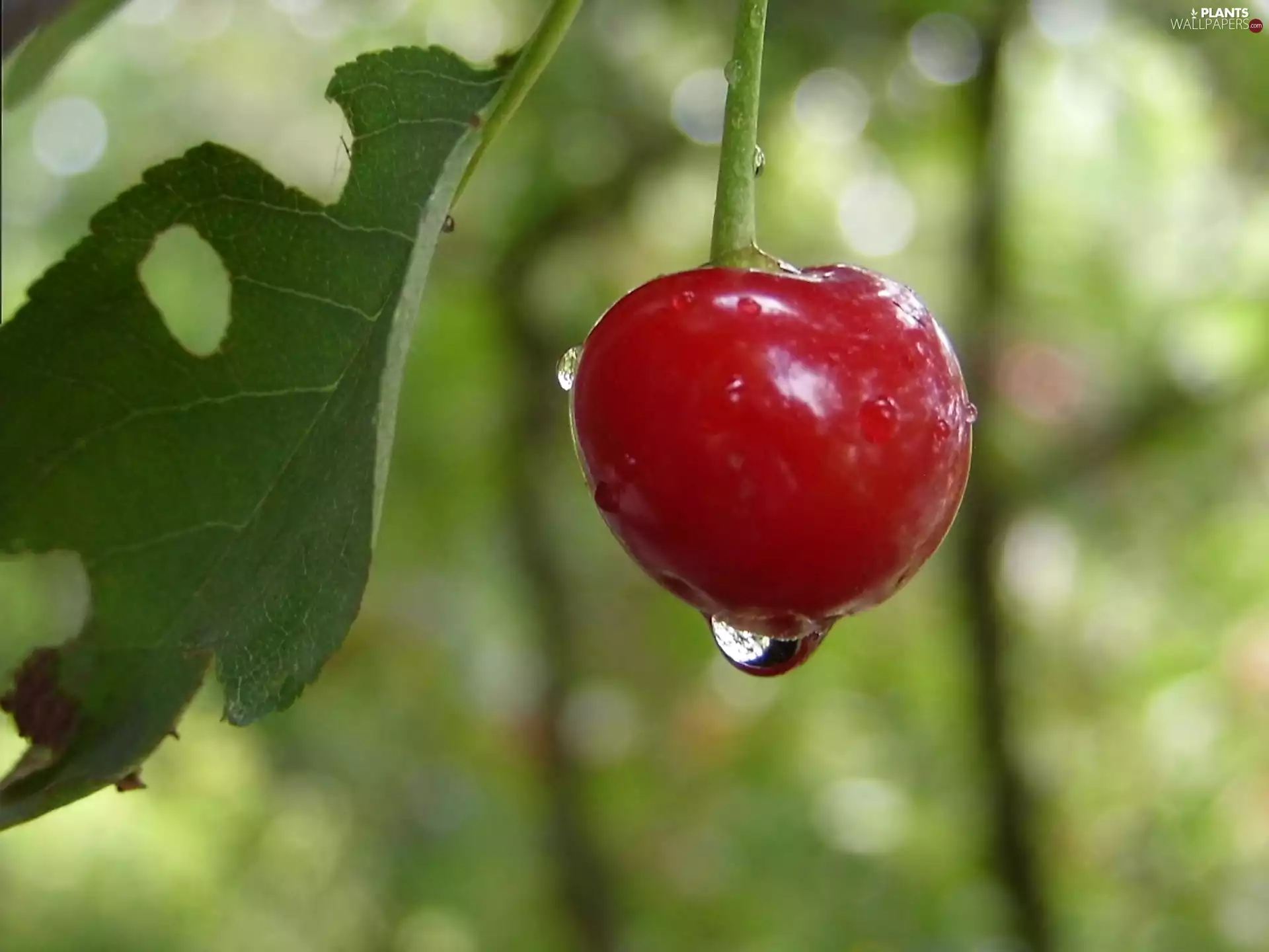 cherry, drops, leaf, fruit