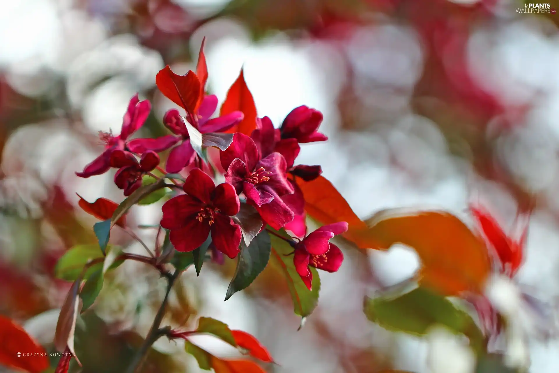 claret, trees, fruit, Flowers