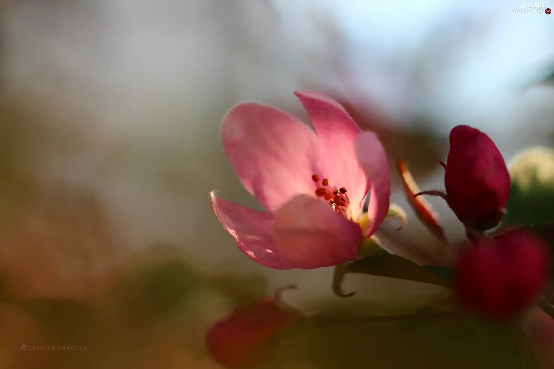 Pink, trees, fruit, Colourfull Flowers