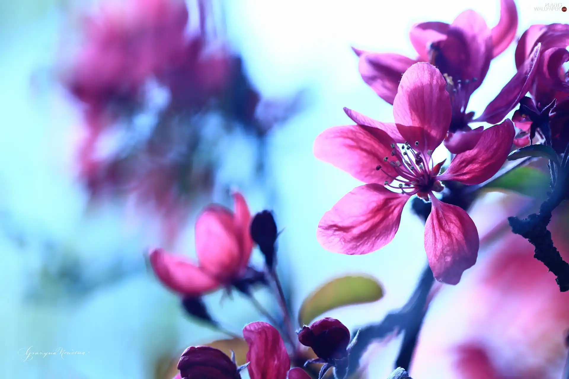 Pink, trees, fruit, Colourfull Flowers