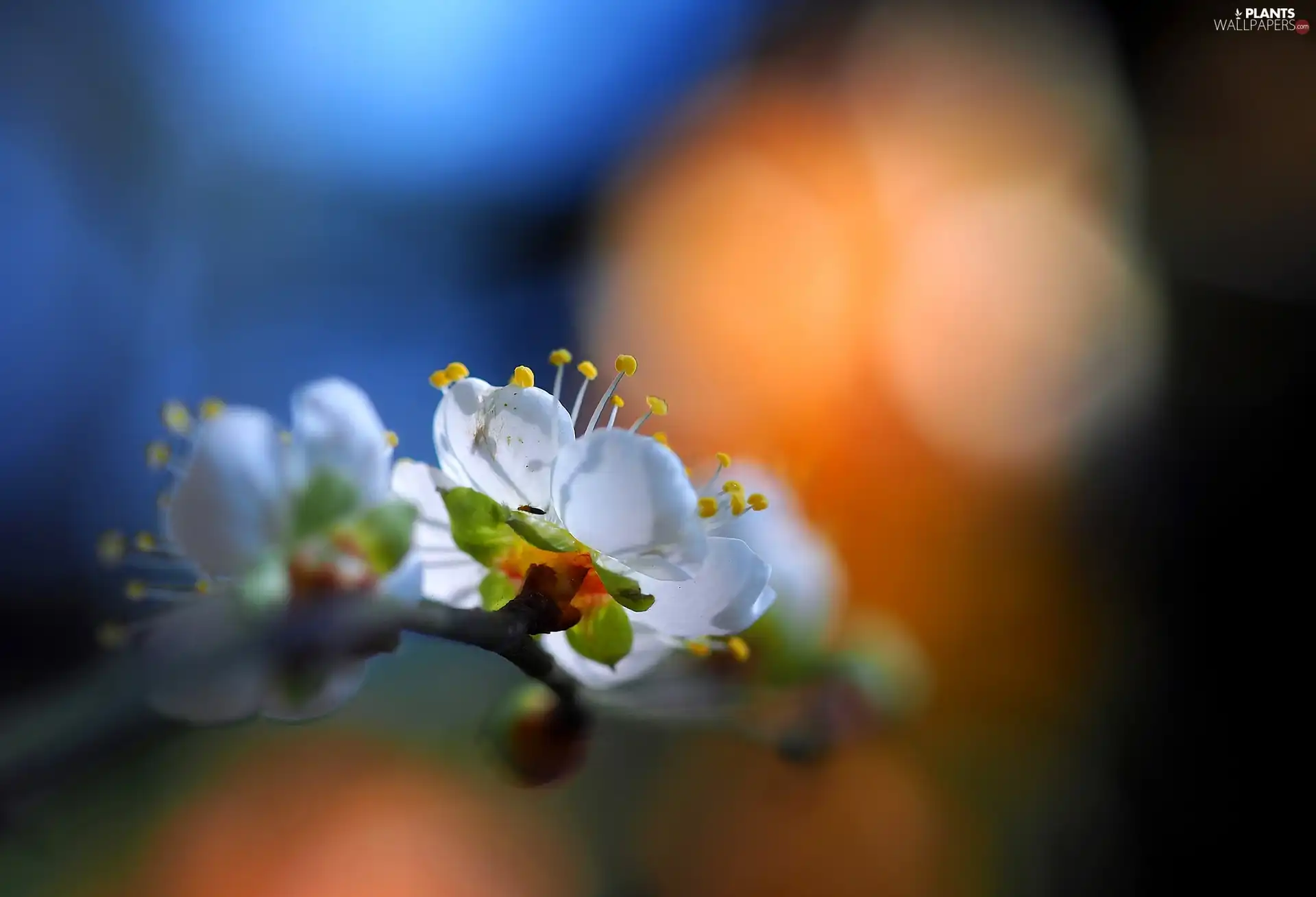 fruit, Close, Colourfull Flowers, trees, Spring