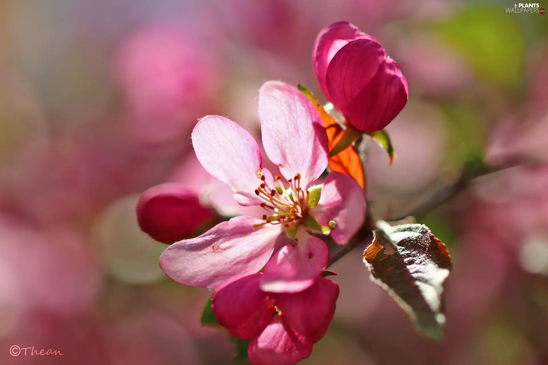 fruit, Colourfull Flowers, Paradise, trees, Pink, Apple Tree Decorator, apples