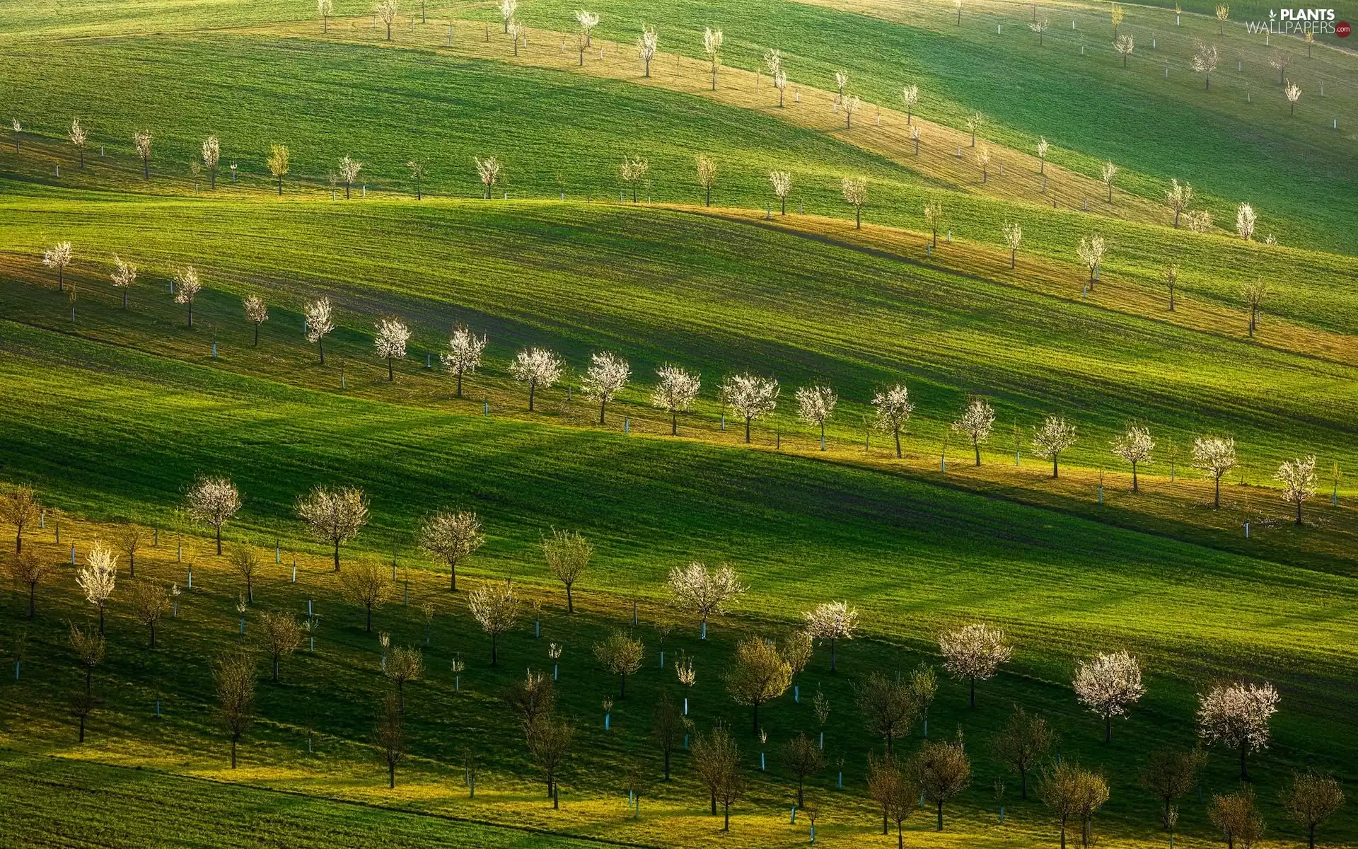 The Hills, Meadow, Fruit Trees, Field
