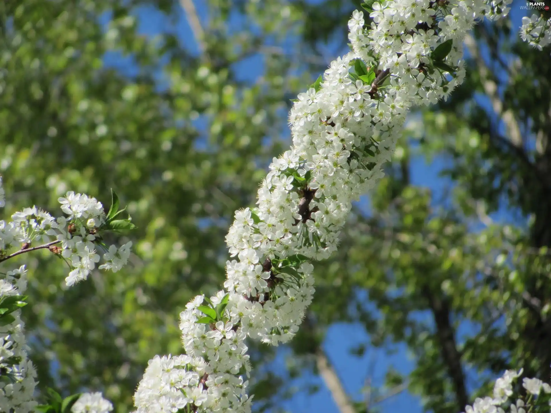 flourishing, viewes, fruit, trees