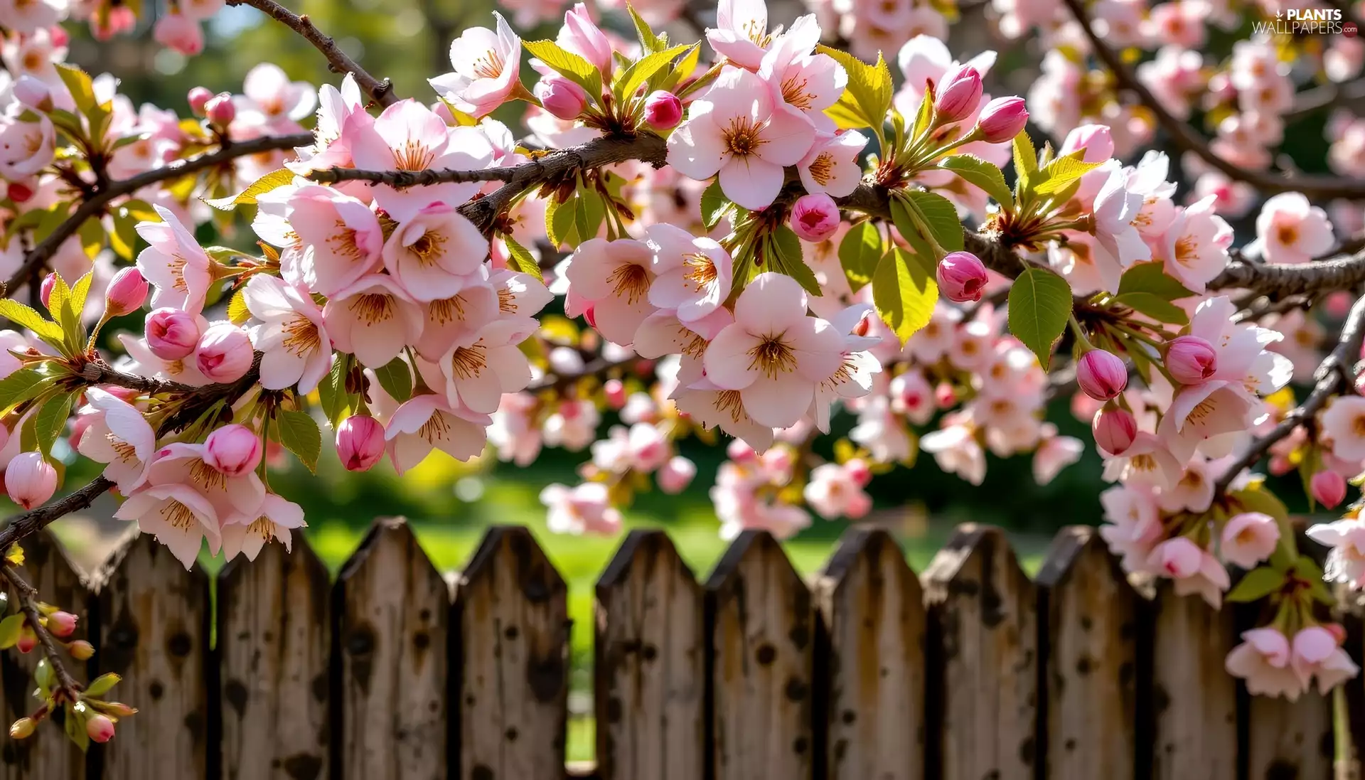 Fance, Ai, branch, Fruit Tree, Flowers