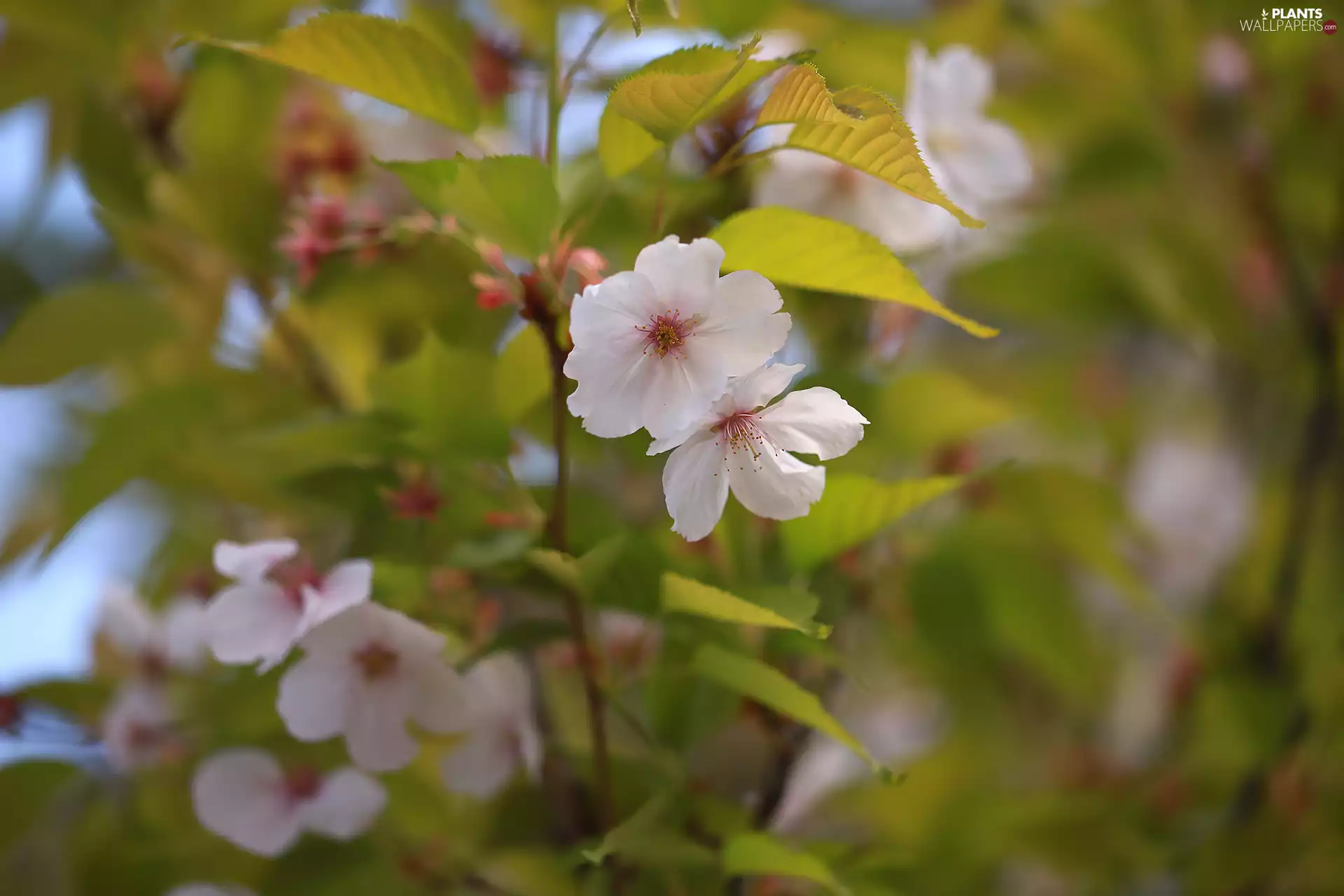 Pink, Japanese Cherry, Fruit Tree, Flowers