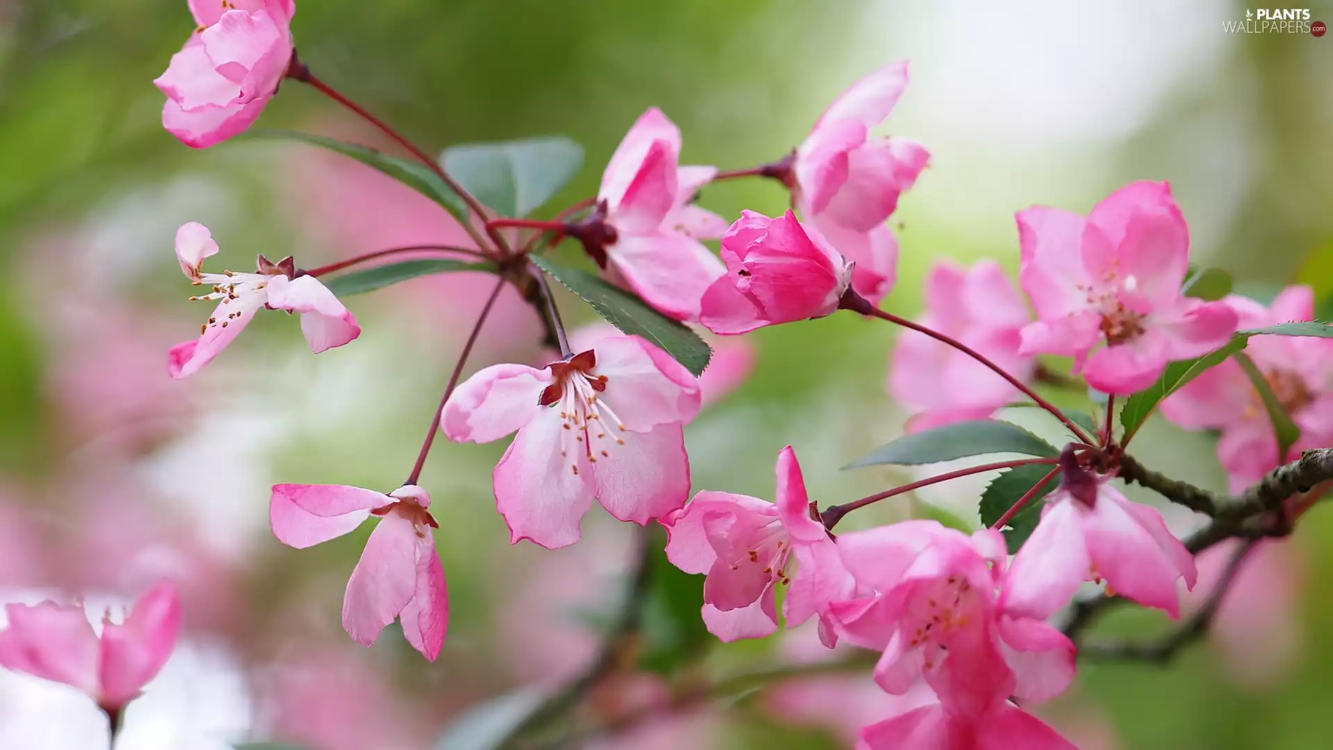 rapprochement, flowery, Flowers, Fruit Tree, Pink, twig