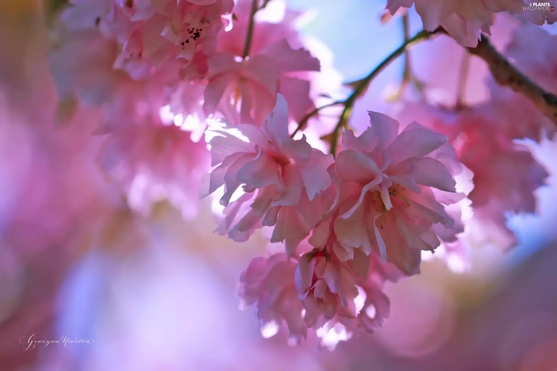 trees, fruit, Flowers, cherry, Pink