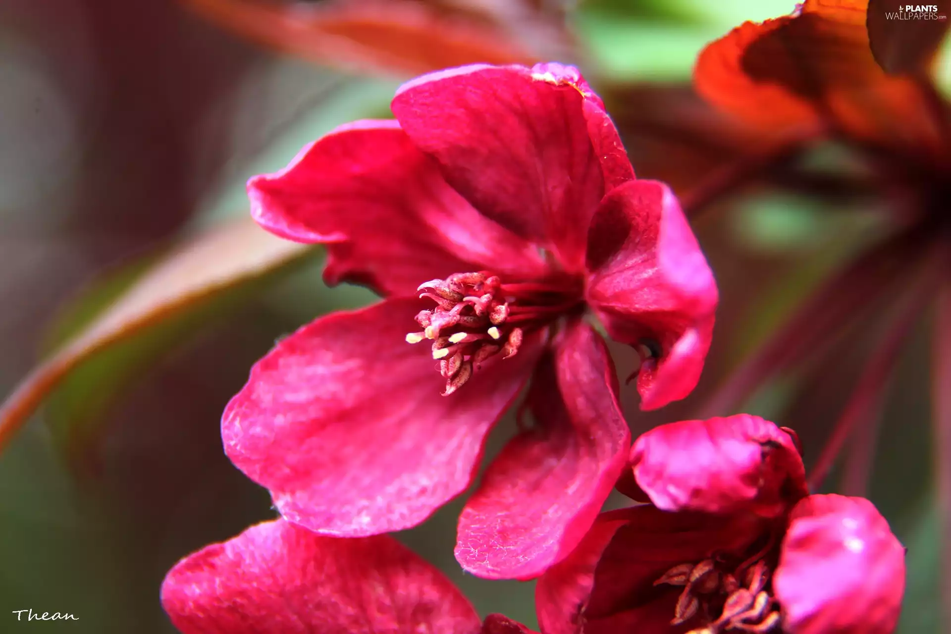 viewes, fruit, Flowers, trees, Pink