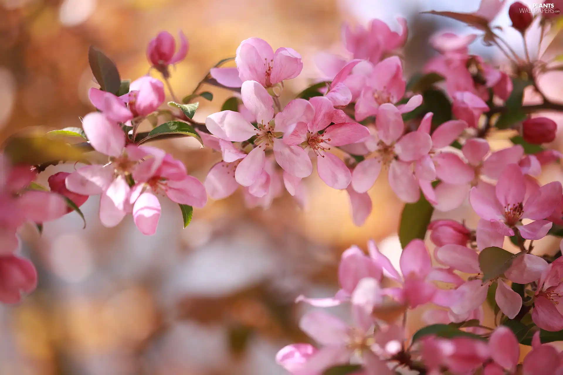 Pink, apple-tree, Fruit Tree, Flowers