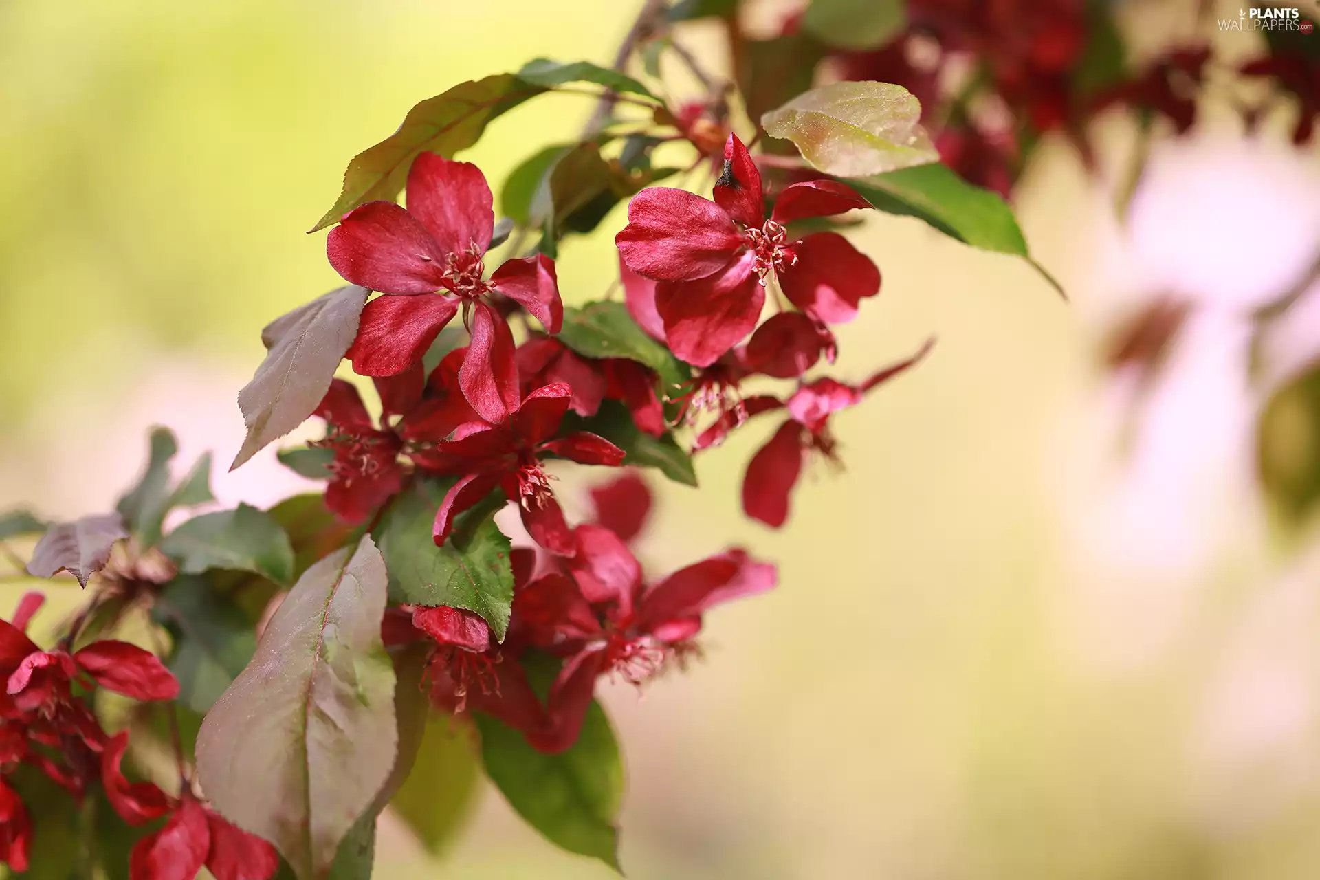 Red, apple-tree, Fruit Tree, Flowers