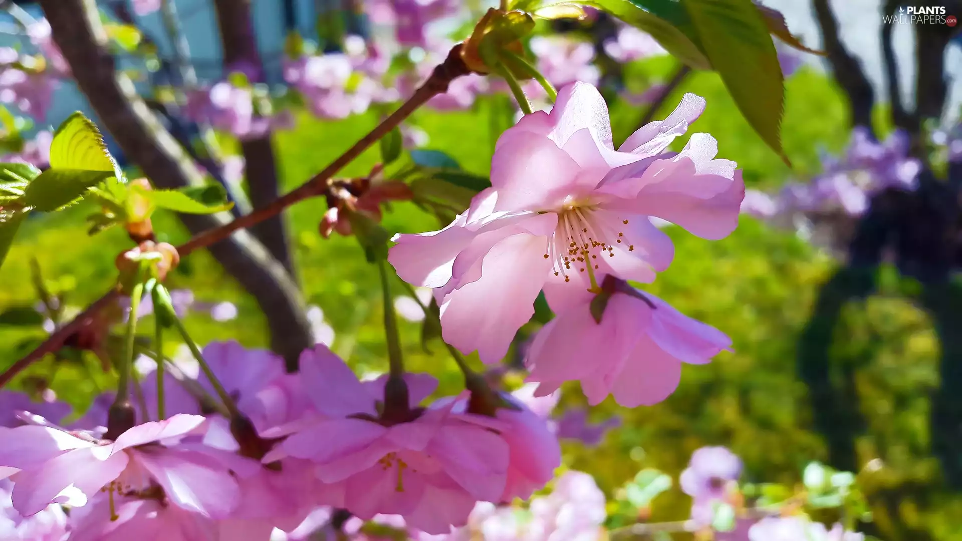 Fruit Tree, Flowers