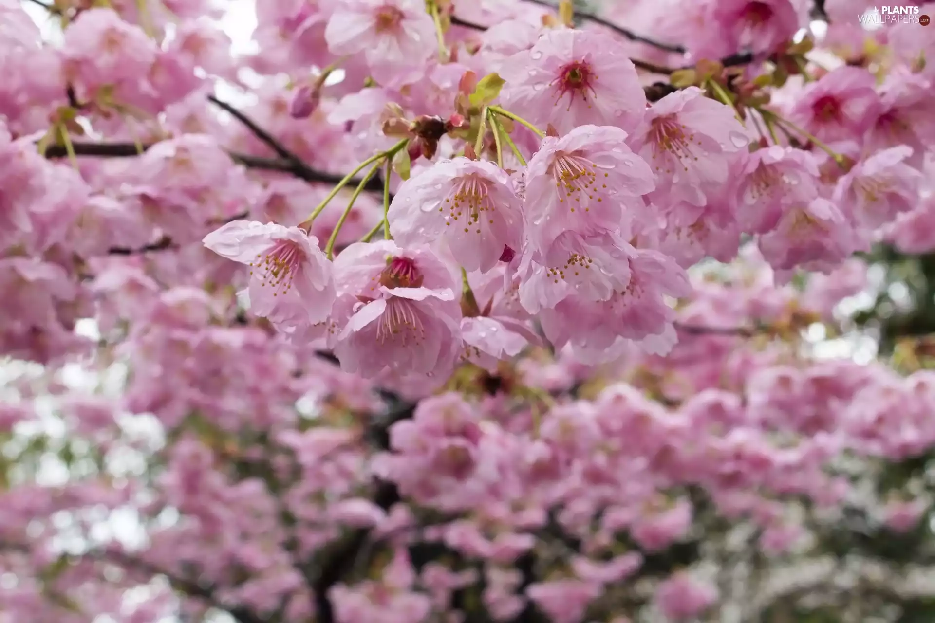cherry, drops, twig, Fruit Tree, Flowers