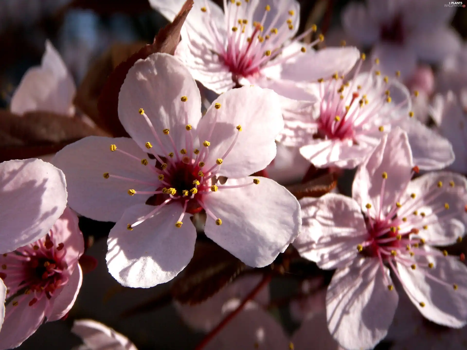Flowers, viewes, fruit, trees
