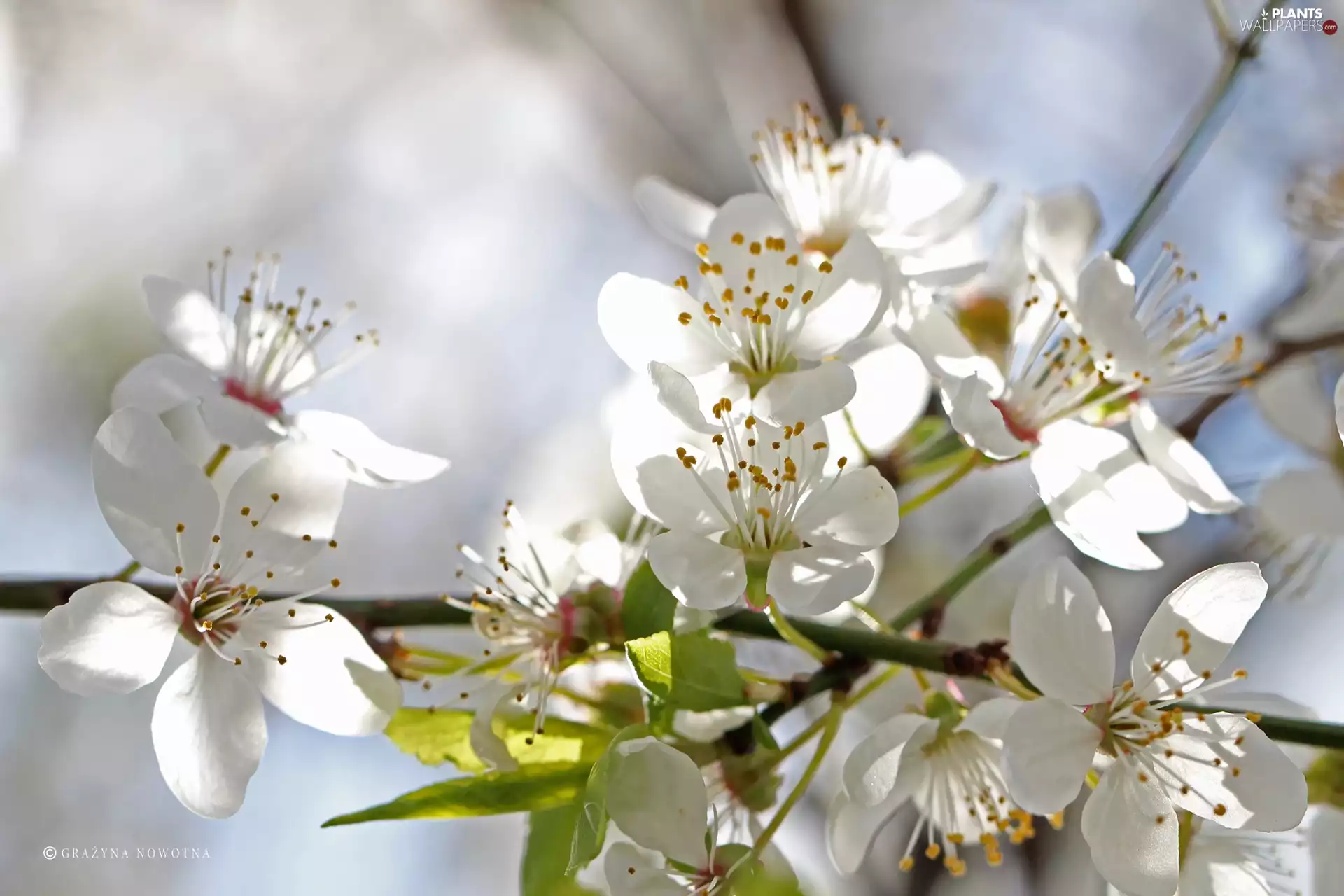 viewes, fruit, Flowers, trees, White