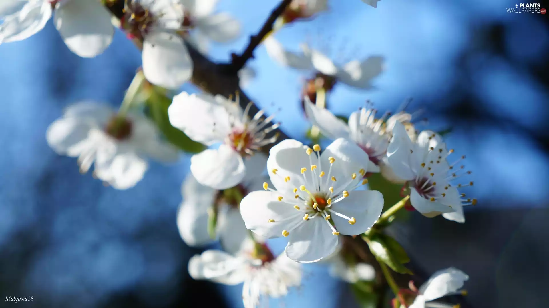 trees, fruit, Flowers, twig, White