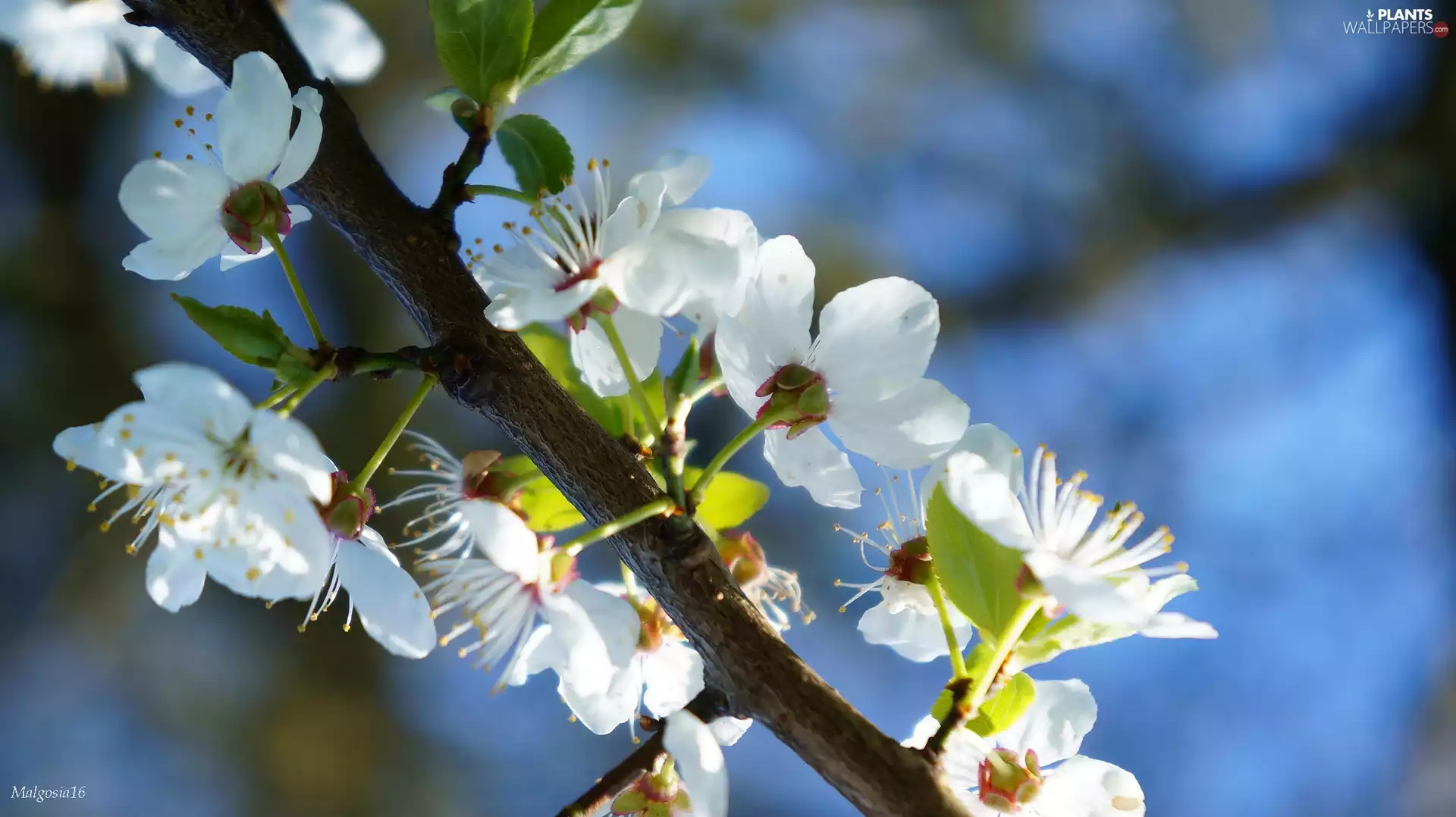 trees, fruit, Flowers, twig, White