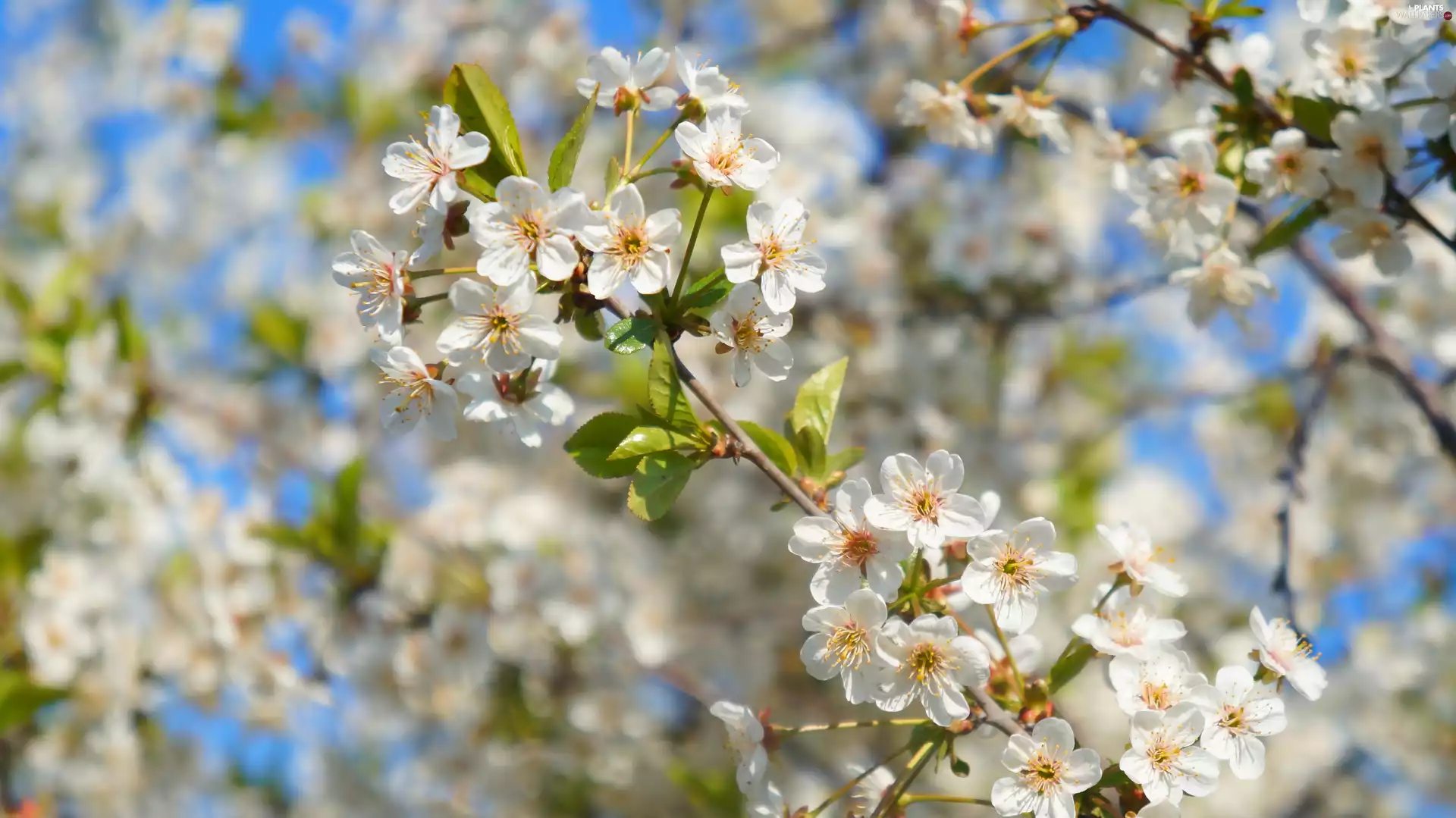 White, Flowers, twig, Fruit Tree, flowery